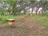Apiário da Embornal no cerrado do Norte de Minas