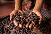Castanhas de baru nas mãos do produtor